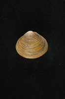 藏品(臺灣蜆)的圖片